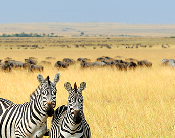 Экономичный и эффективный